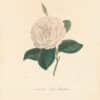 Berlese Pl. 295, Camellia Lady Brougham Rubra