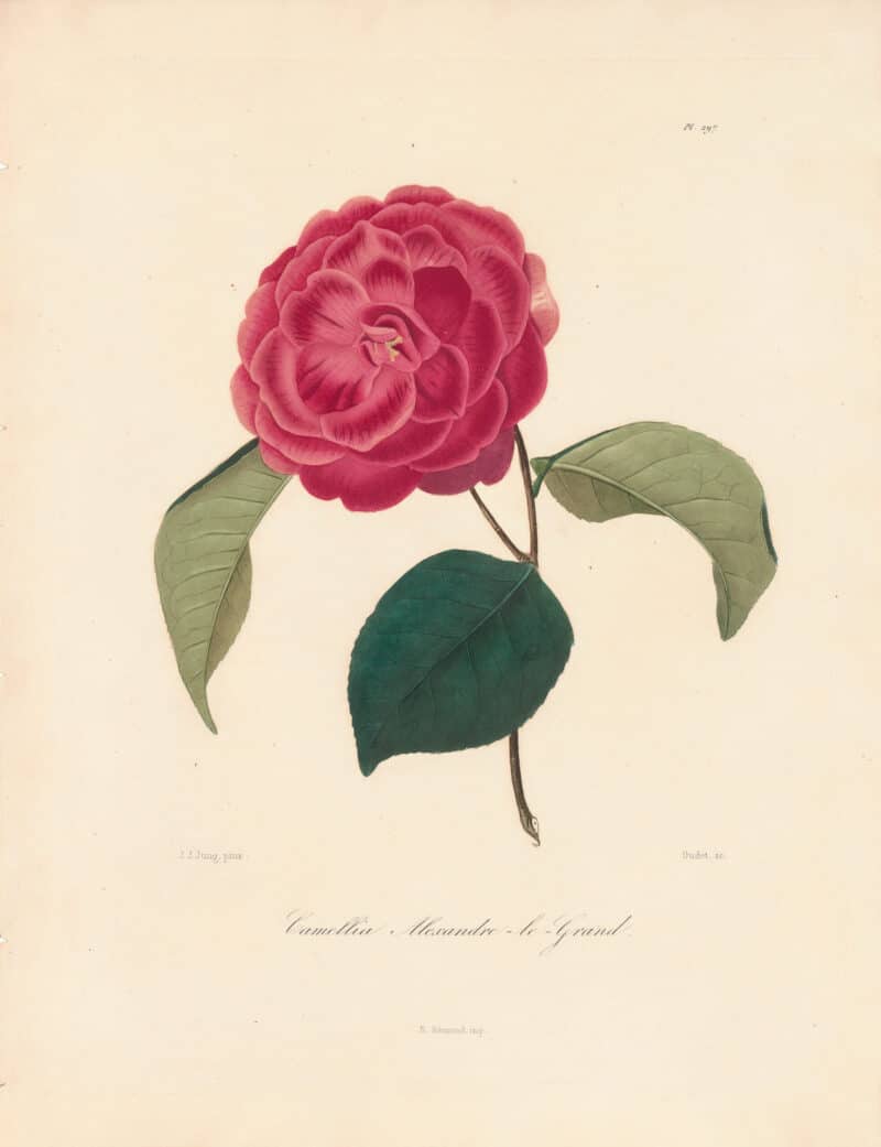 Berlese Pl. 297, Camellia Alexandre le Grand