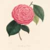 Berlese Pl. 298, Camellia Marchioness of Exeter