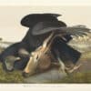 Audubon Bien Edition Pl. 3, Black Vulture or Carrion Crow