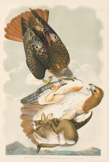 Audubon Bien Edition Pl. 7, Red-tailed Hawk