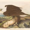 Audubon Bien Edition Pl. 14, White headed Eagle
