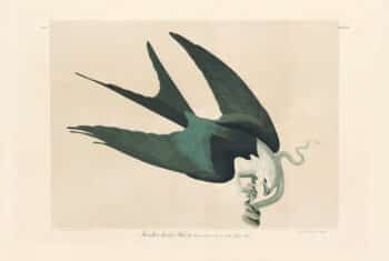 Audubon Bien Edition Pl. 18, Swallow-tail Hawk
