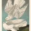 Audubon Bien Edition Pl. 19, Iceland or Jer Falcon