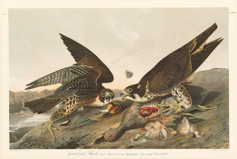 Audubon Bien Edition Pl. 20, Great-footed Hawk