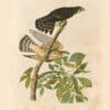 Audubon Bien Edition Pl. 21, Pigeon Hawk