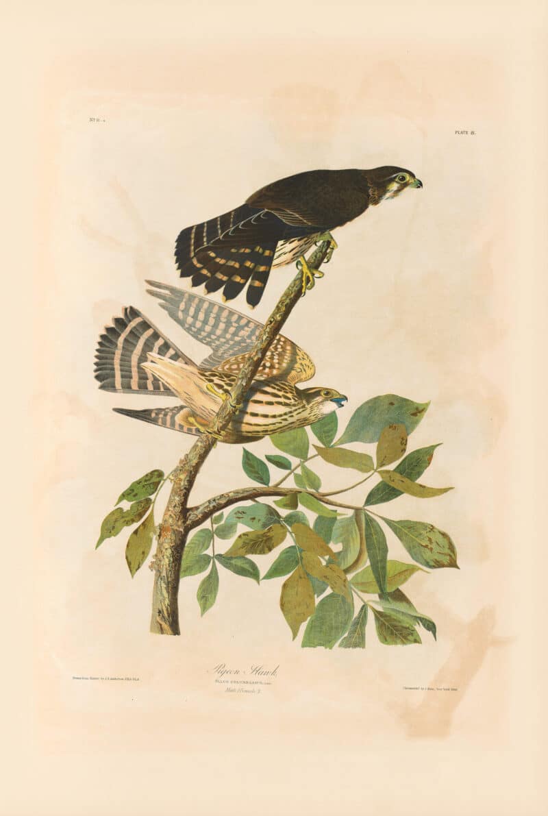 Audubon Bien Edition Pl. 21, Pigeon Hawk