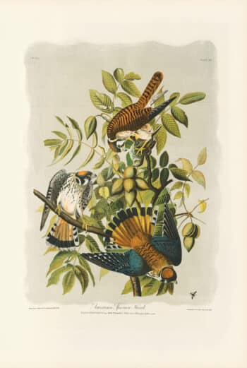 Audubon Bien Edition Pl. 22, American Sparrow Hawk