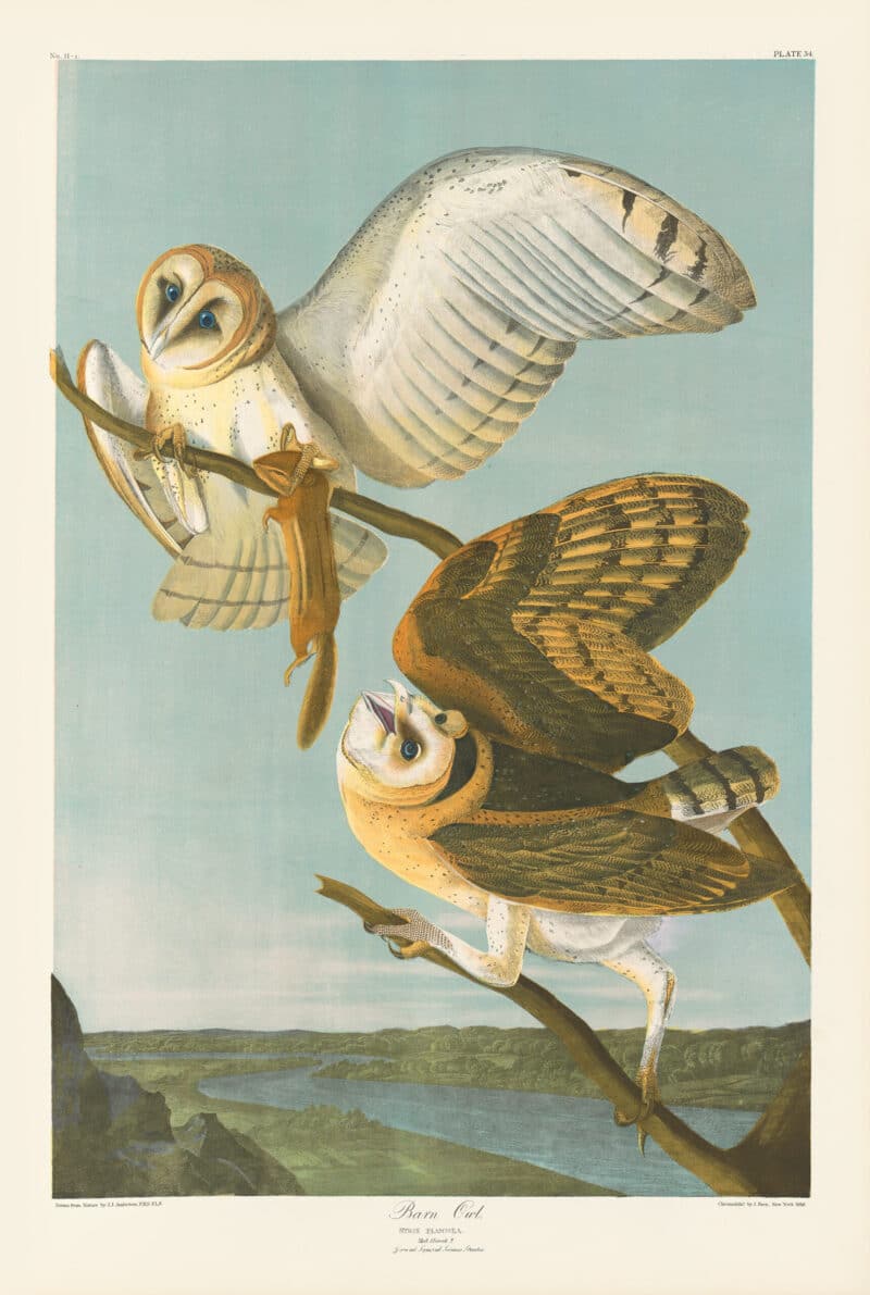 Audubon Bien Edition Pl. 34, Barn Owl