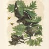 Audubon Bien Edition Pl. 43, Night Hawk