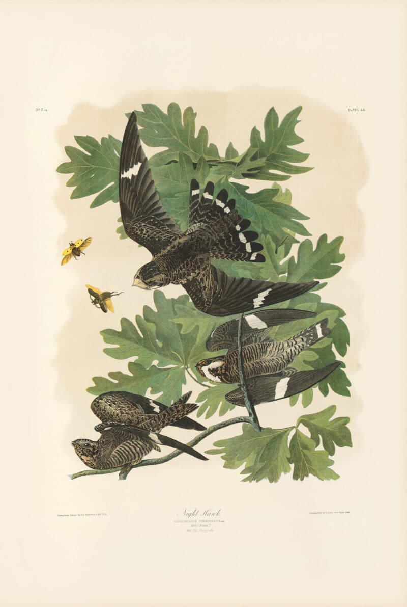 Audubon Bien Edition Pl. 43, Night Hawk