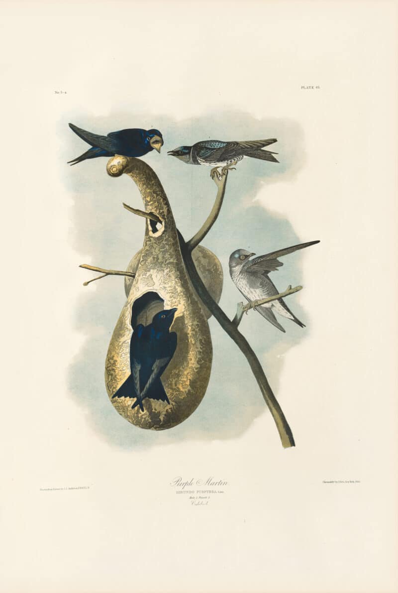 Audubon Bien Edition Pl. 45, Purple Martin