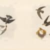 Audubon Bien Edition Pl. 46, White-bellied Swallow & Pl. 44, American Swift