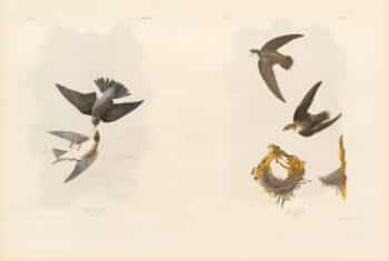 Audubon Bien Edition Pl. 46, White-bellied Swallow & Pl. 44, American Swift