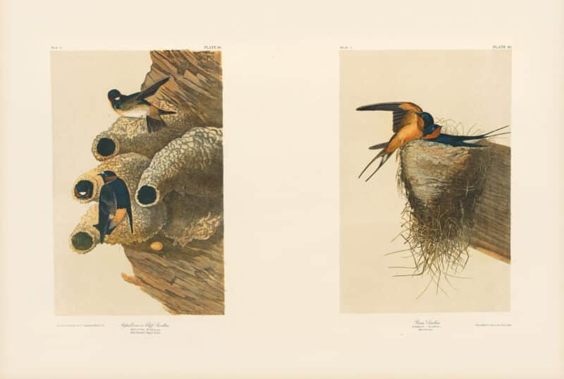 Audubon Bien Edition Pl. 48, Republican or Cliff Swallow & Pl. 48, Barn Swallow