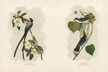 Audubon Bien Edition Pl. 53, Forked-tailed Flycatcher & Pl. 56, Tyrant Fly-catcher