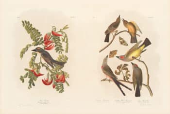 Audubon Bien Edition Pl. 55, Pipiry Flycatcher & Pl. 54, Arkansaw Flycatcher