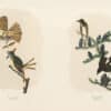 Audubon Bien Edition Pl. 57, Great Crested Flycatcher & Pl. 58, Olive sided Flycatcher