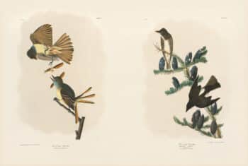 Audubon Bien Edition Pl. 57, Great Crested Flycatcher & Pl. 58, Olive sided Flycatcher