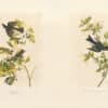 Audubon Bien Edition Pl. 62, Small Green Crested Flycatcher & Pl. 63, Wood Pewee