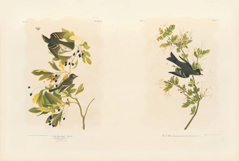 Audubon Bien Edition Pl. 62, Small Green Crested Flycatcher & Pl. 63, Wood Pewee