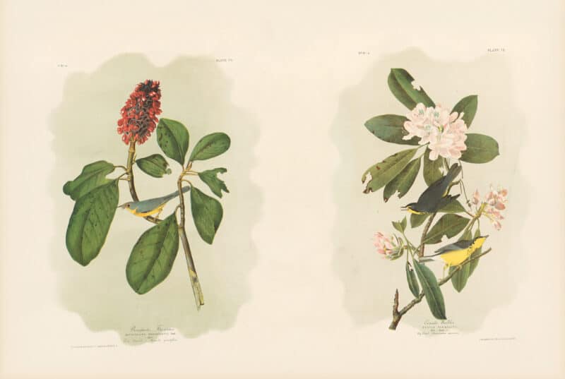 Audubon Bien Edition Pl. 73, Bonaparte's Flycatcher & Pl. 72, Canada Warbler