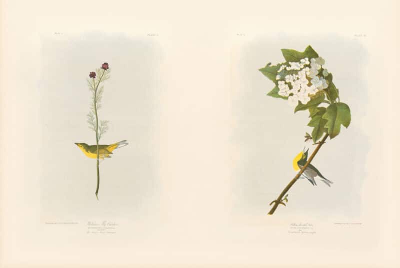 Audubon Bien Edition Pl. 71, Wilson's Flycatcher & Pl. 79, Yellow-throated Vireo