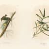 Audubon Bien Edition Pl. 82, Pine Creeping Warbler & Pl. 239, Solitary Flycatcher or Vireo