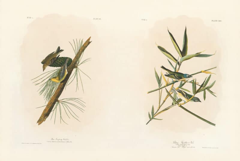 Audubon Bien Edition Pl. 82, Pine Creeping Warbler & Pl. 239, Solitary Flycatcher or Vireo