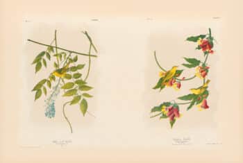 Audubon Bien Edition Pl. 89, Yellow poll warbler & Pl. 89, Rathbone Warbler