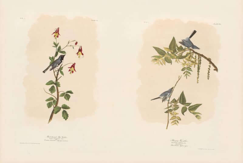 Audubon Bien Edition Pl. 95, Black-throated Blue Warbler & Pl. 70, Blue-grey Fly-catcher