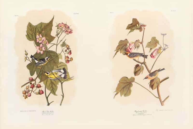 Audubon Bien Edition Pl. 96, Black & Yellow Warbler & Pl. 80, Bay-breasted Warbler