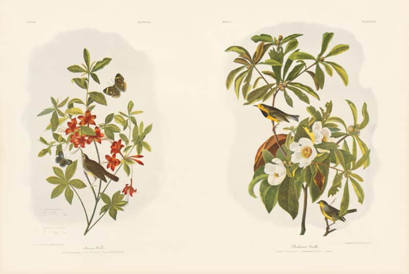 Audubon Bien Edition Pl. 104, Swainson's Warbler & Pl. 108, Bachman's Warbler