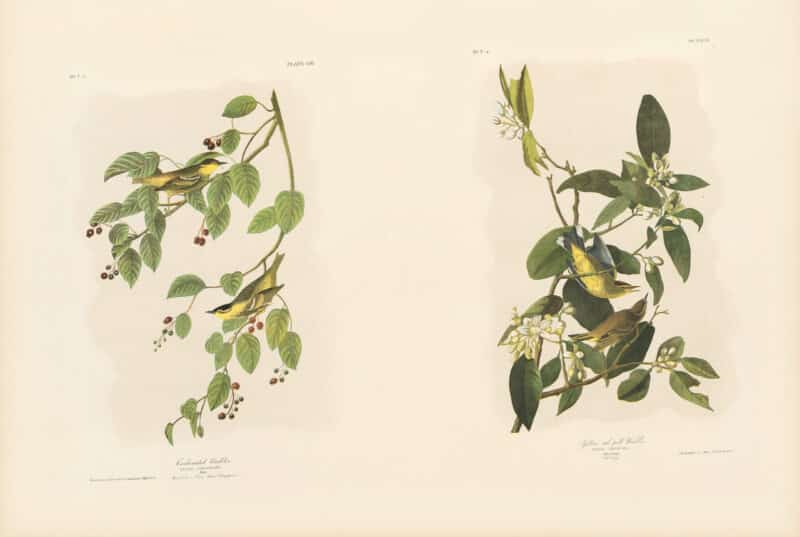 Audubon Bien Edition Pl. 109, Carbonated Warbler & Pl. 90, Yellow red poll Warbler