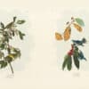 Audubon Bien Edition Pl. 113, Nashville Warbler & Pl. 86, Azure Warbler