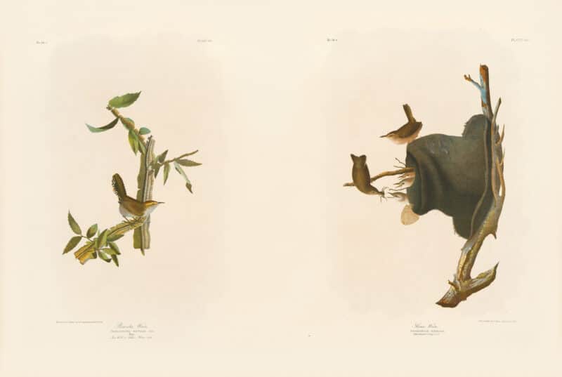 Audubon Bien Edition Pl. 118, Bewick's Wren & Pl. 120, House Wren