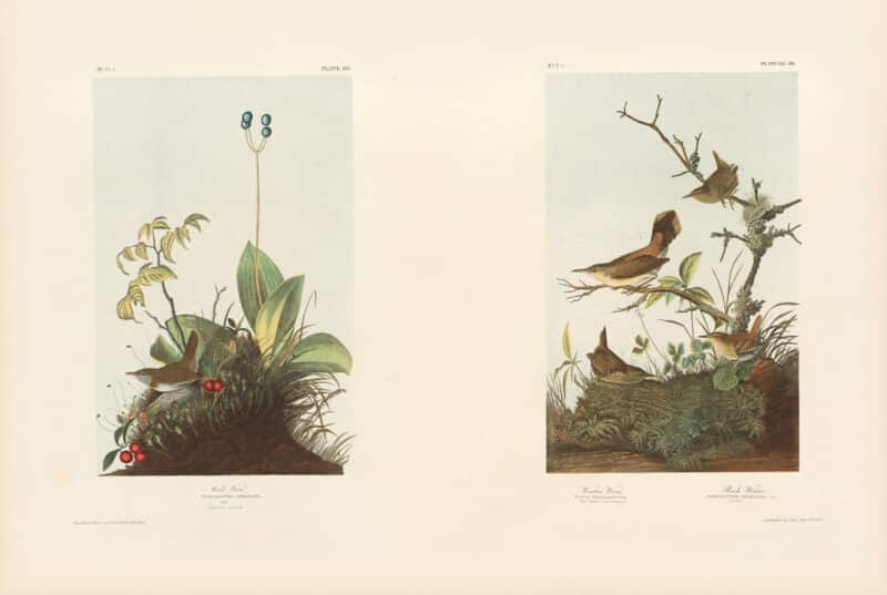 Audubon Bien Edition Pl. 119, Wood Wren & Pl. 121, Winter Wren, Rock Wren