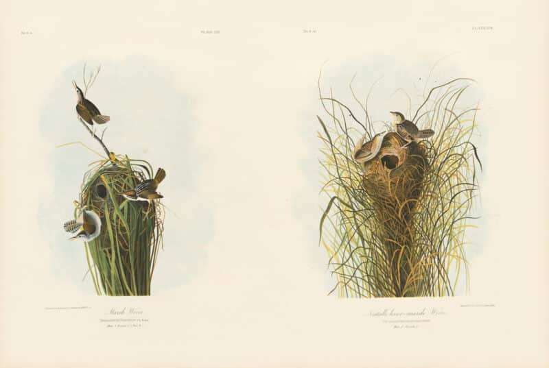 Audubon Bien Edition Pl. 123, Marsh Wren & Pl. 124, Nuttall's lesser-marsh Wren