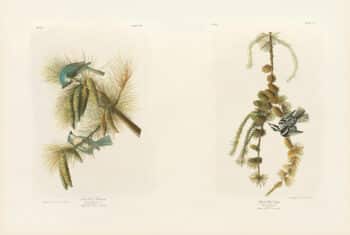 Audubon Bien Edition Pl. 125, Crested Titmouse & Pl. 114, Black & White Creeper