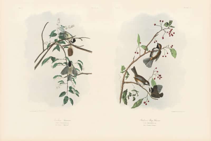 Audubon Bien Edition Pl. 127, Carolina Titmouse & Pl. 128, Hudson's bay Titmouse