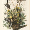 Audubon Bien Edition Pl. 138, Mocking Bird