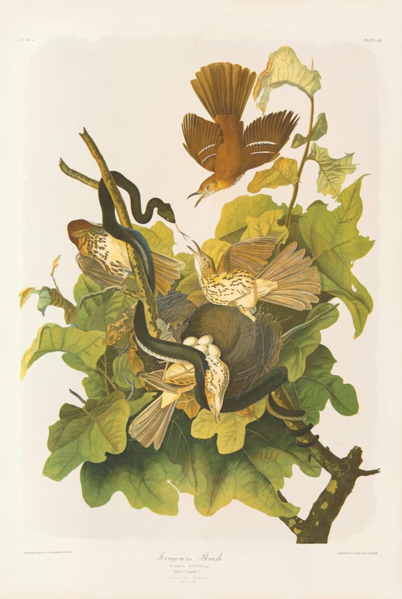 Audubon Bien Edition Pl. 141, Ferruginous Thrush