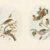 Audubon Bien Edition Pl. 144, Hermit Thrush & Pl. 144, Wood Thrush