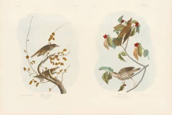 Audubon Bien Edition Pl. 144, Hermit Thrush & Pl. 144, Wood Thrush