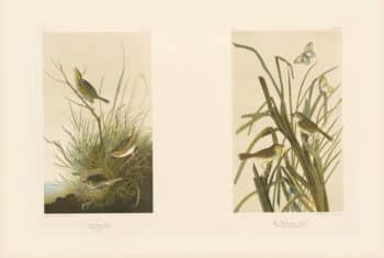 Audubon Bien Edition Pl. 174, Sharp-tailed Finch & Pl. 173, Mac Gillivray's Finch
