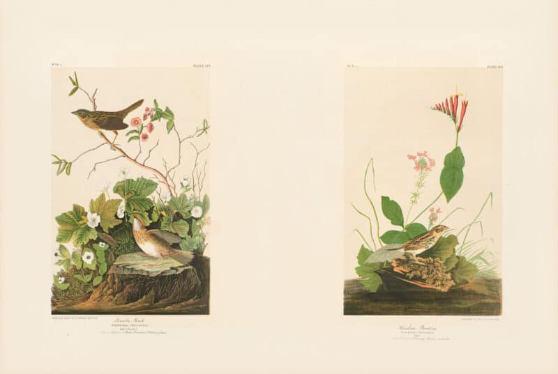 Audubon Bien Edition Pl. 177, Lincoln Finch & Pl. 163, Henslow's Bunting