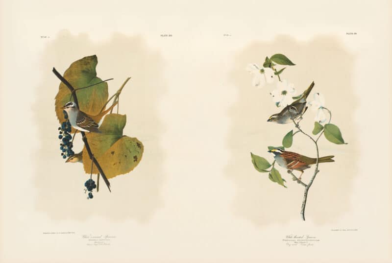 Audubon Bien Edition Pl. 192, White-crowned Sparrow & Pl. 191, White throated Sparrow