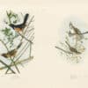 Audubon Bien Edition Pl. 195, Towhe Bunting & Pl. 189, Song Sparrow