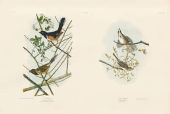 Audubon Bien Edition Pl. 195, Towhe Bunting & Pl. 189, Song Sparrow