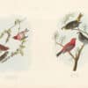Audubon Bien Edition Pl. 196, Crested Purple Finch & Pl. 199, Pine Grosbeak